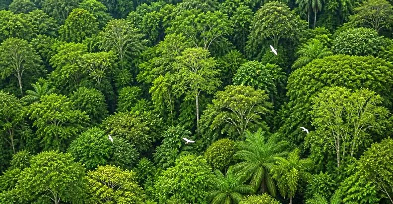 Aerial view of a dense Miyawaki forest like the 10,000-tree forest planned at Sobha Sacred Grove